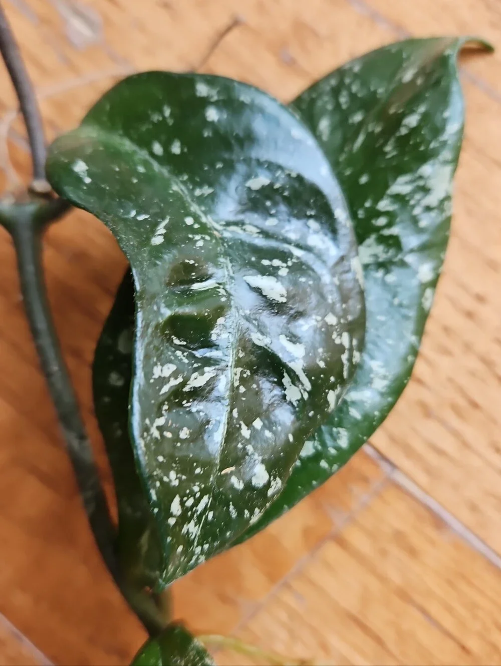Hoya DALTON HENRY Variegata Plant  Cutting Well Rooted, Texture Leave, Ready